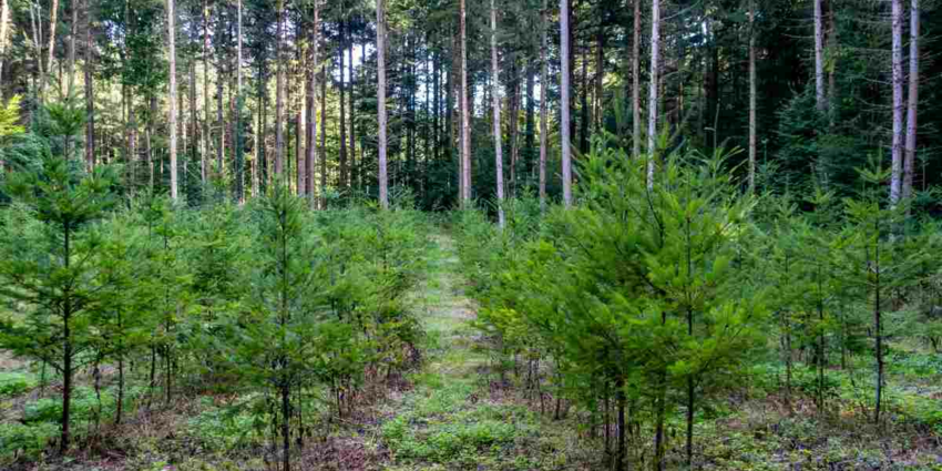 "Équilibre forêt-gibier : l’accord inédit entre la FNC et le CNPF"