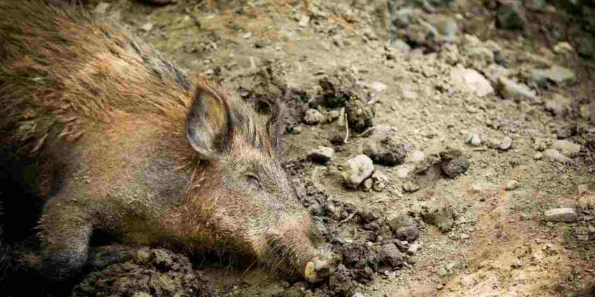 "Creuse : la maladie d'Aujeszky progresse, un chien de chasse est mort"
