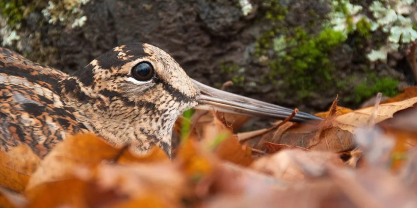 "Retour de la bécasse : la saison s’annonce prometteuse dans nos forêts"