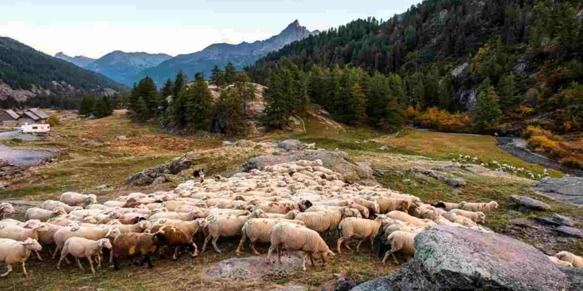 "Haute-Marne : l'hécatombe continue, 800 brebis victimes du loup en un an"