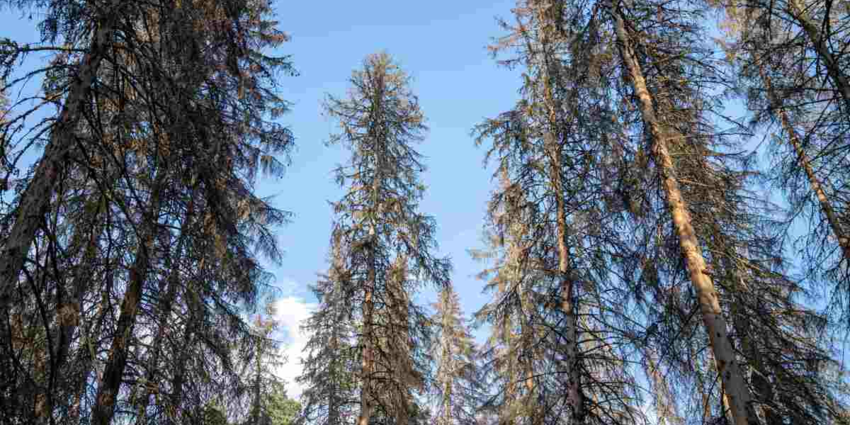 "Forêt de Jumièges : un mirador incendié, la folie anti-chasse frôle la catastrophe"