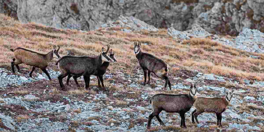 "Alpes-Maritimes : trois chasseurs jugés pour braconnage de chamois dans le Mercantour"