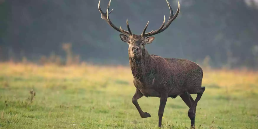 “Cerf et chevreuil bientôt classés nuisibles ? L’ONF met la pression”