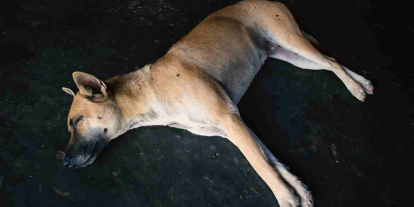 "Espagne : 27 chiens de chasse meurent d’asphyxie lors d’une traversée vers Majorque"