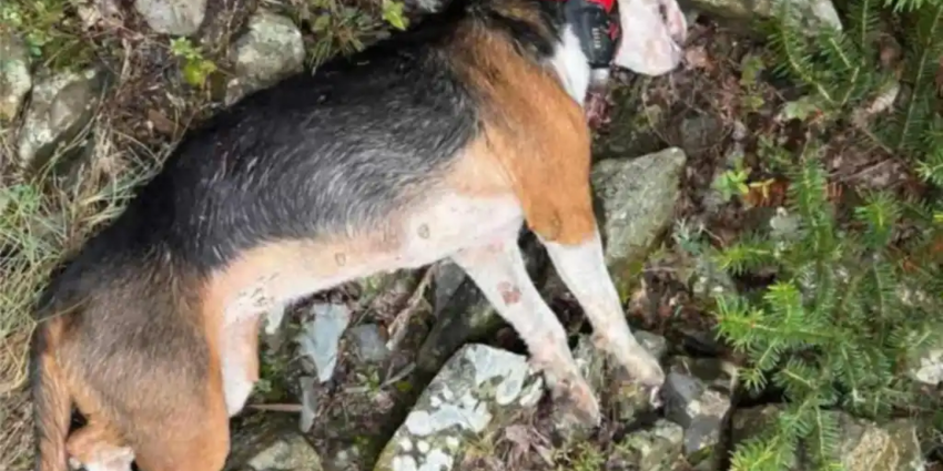 "Grèce : une meute de loups massacre cinq chiens de chasse dans la région de Nafpaktie"