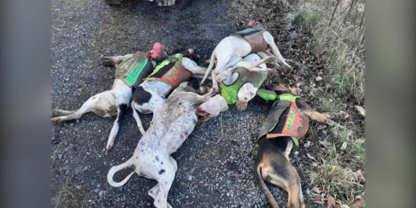 En France tuer 7 chiens de chasse n'est pas si grave ?