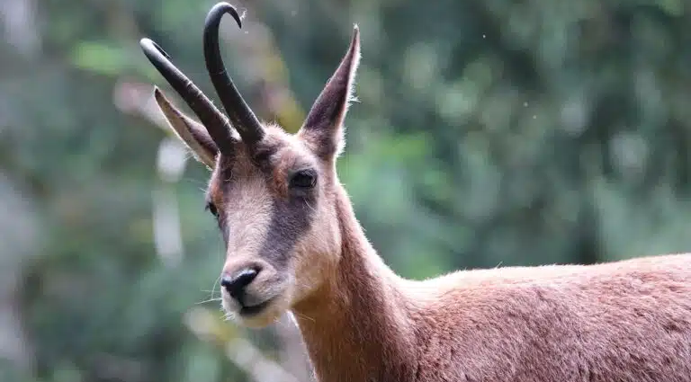 "L'État condamné pour l'abattage illégal d'isards dans la réserve d'Orlu"
