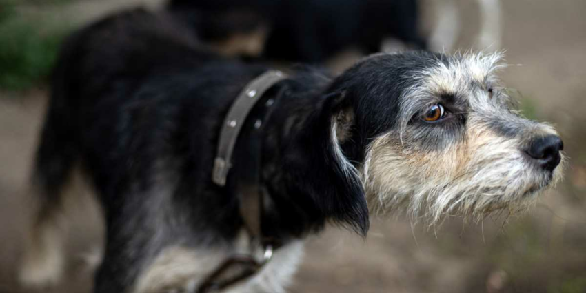 "Charente : L'élite des chiens à sanglier débarque pour la Coupe de France !"