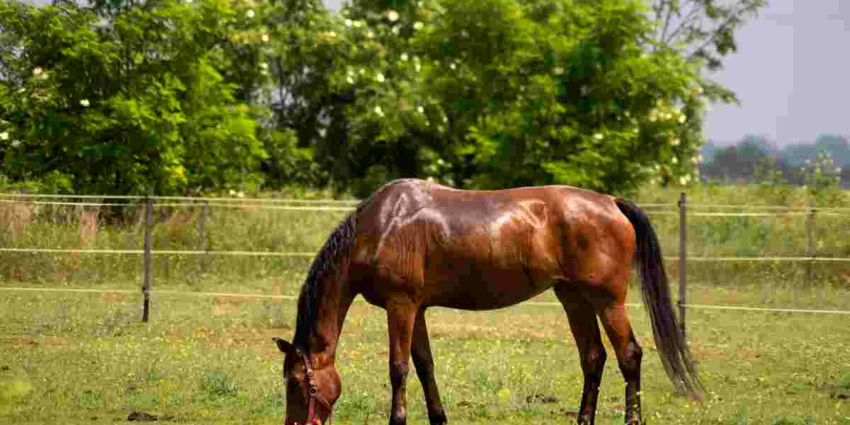"Somme : l'hippodrome d'Abbeville dévasté par les sangliers annule sa course"