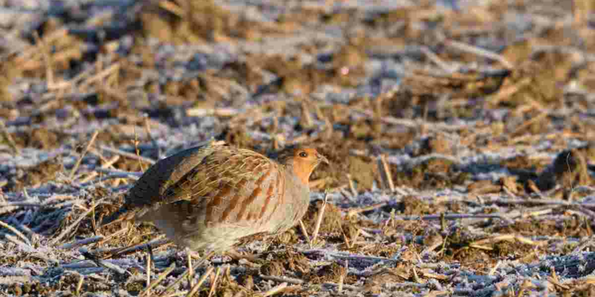 "Seine-Maritime : drones et caméras thermiques pour compter les perdrix"