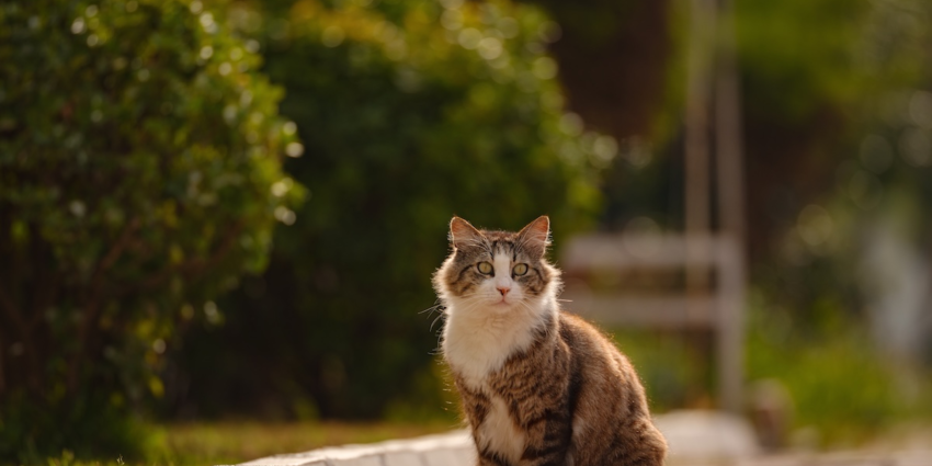 "Nouvelle-Zélande : le pays déclare la guerre aux chats errants pour 2050"