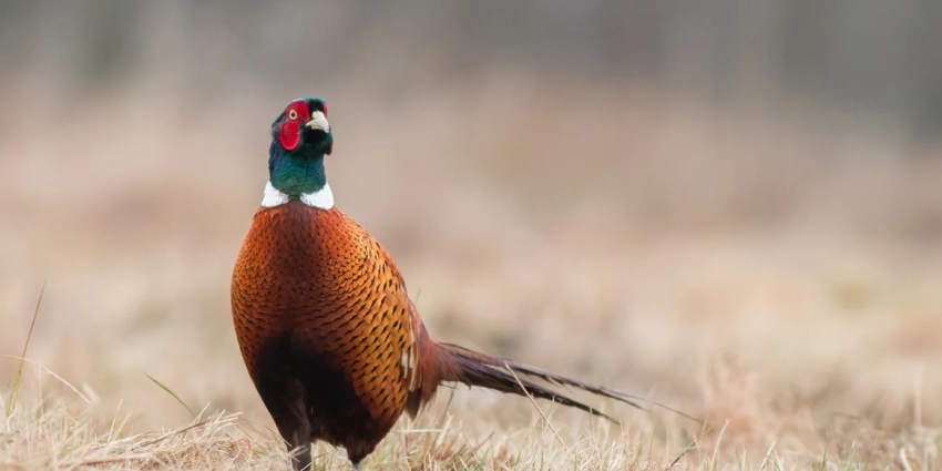 Une étude (anti-chasse?) pointe du doigt les lâchers de faisans comme vecteur de propagation des tiques
