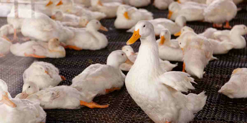 "Grippe aviaire : l’Est de la France en alerte, les restrictions se multiplient"