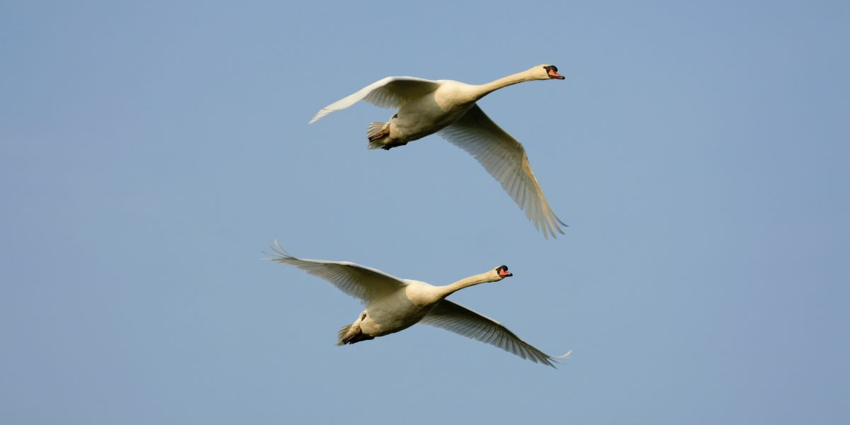 "Camargue : 50 cygnes morts de la grippe aviaire, la chasse au gibier d'eau suspendue"
