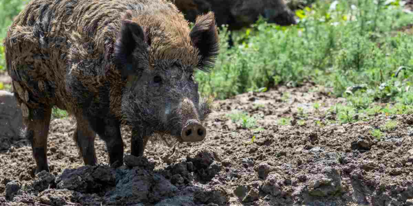 " Landes : un sanglier de 145 kg envoie 8 chiens chez le vétérinaire"