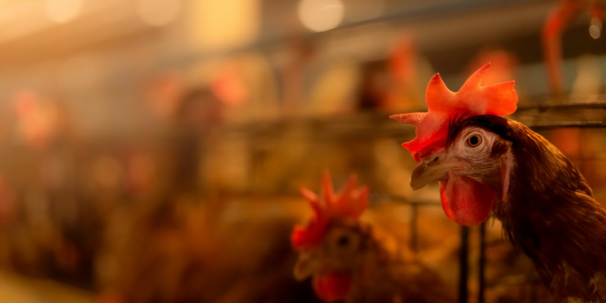 "Moselle : la chasse peut reprendre après la fin des restrictions liées à l’influenza aviaire"