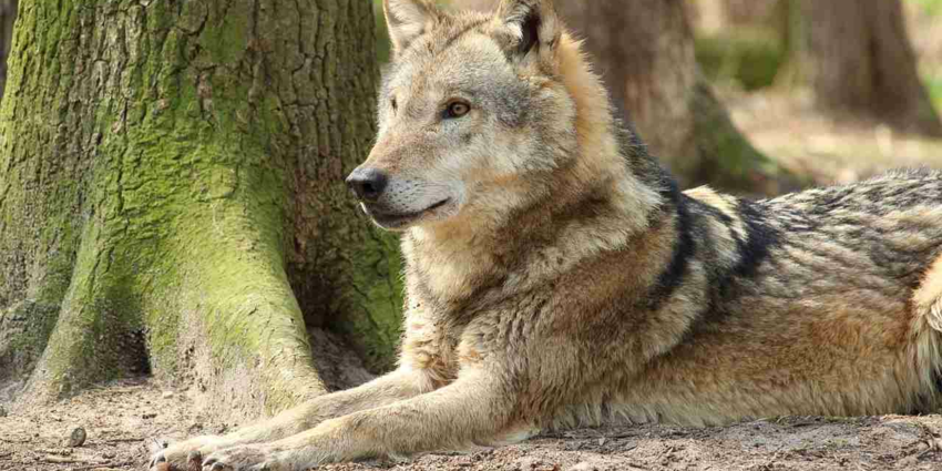 "Grèce : un croisement naturel entre loup et chien confirmé par analyse ADN"