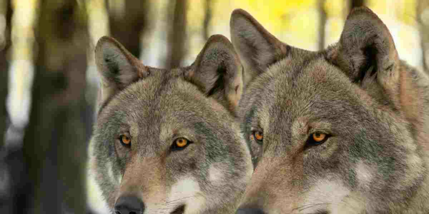 "Un loup abattu avant l'attaque, une première pour le nouveau cadre légal"