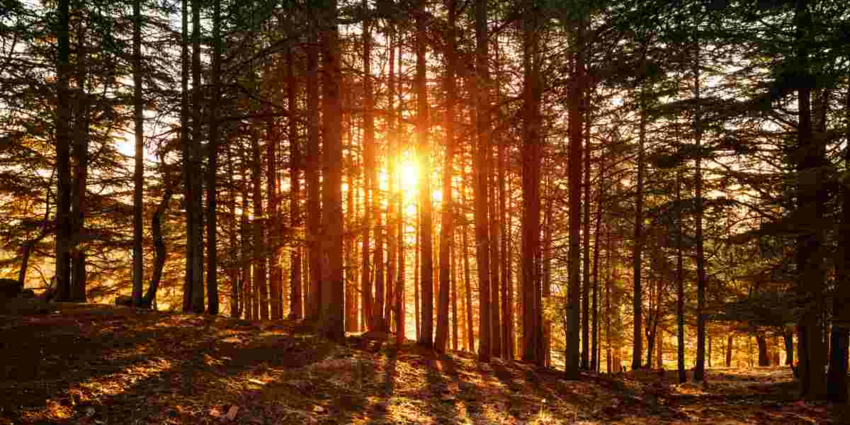 "Landes : alerte au Nématode du pin, 100 000 arbres à abattre en urgence"