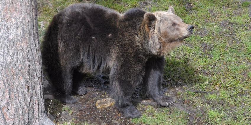 Un randonneur tué par un ours au Japon : la montagne sous tension
