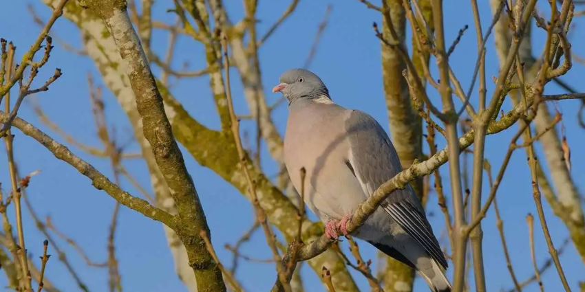 "Palombes dans les Landes : l'énigme des "foies blancs" persiste"