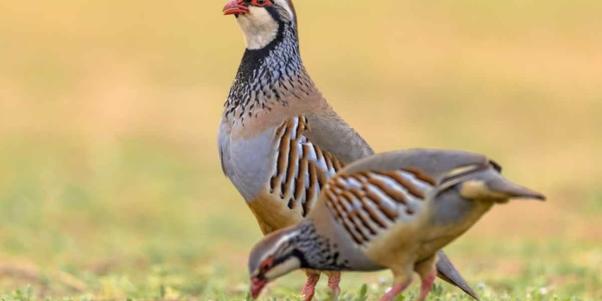 "Pourquoi les populations de perdrix s’effondrent dans plusieurs régions"