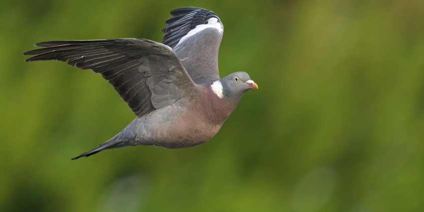 "Belgique : après la perdrix, les écologistes s’en prennent au pigeon ramier"