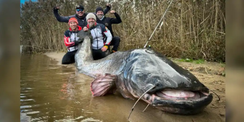 "Un silure géant de 2,92 m bat le record du monde en Pologne !"