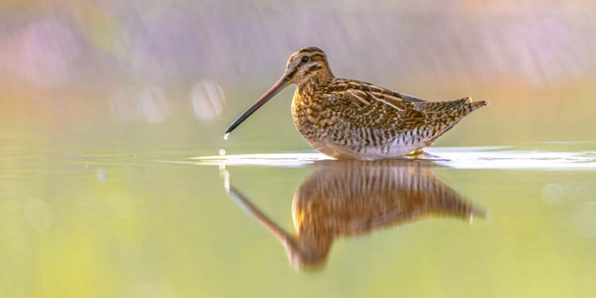 "Justice : la chasse de la bécassine suspendue dans le Cantal, les chasseurs dénoncent une confusion"