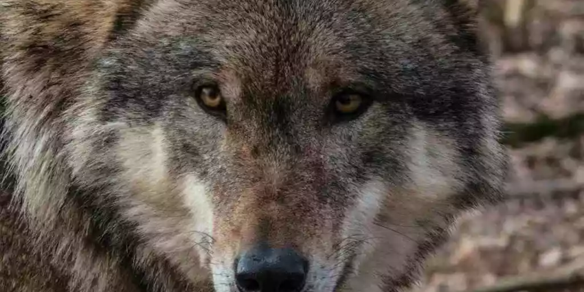 "Loup : La révolte des Alpes ! 8 départements exigent l'abattage de 30% de la population"