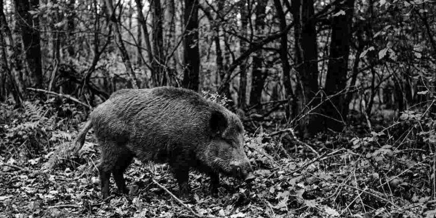 "Morbihan : tirs de nuit autorisés pour réguler les sangliers dans une réserve"