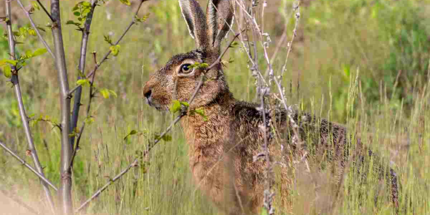 "Creuse : Alerte à la tularémie après un cas détecté à Issoudun-Létrieix"
