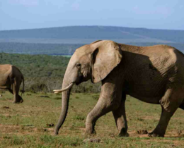 "Gabon : un célèbre chasseur de trophées américain tué par des éléphants"