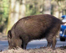 "Rouen : des sangliers aperçus en plein centre-ville, la mairie demande l'intervention de l'État"
