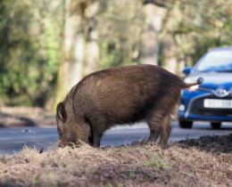 "Rhône : une conductrice percute un sanglier de 100 kg, les chasseurs font un geste"