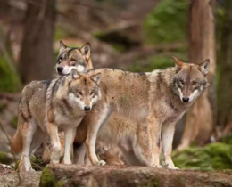 "Haute-Marne : un loup massacre 24 brebis le matin de Noël"