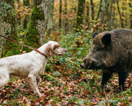 "Cantal : la maladie d’Aujeszky tue trois chiens de chasse à Talizat"