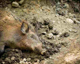 "Creuse : la maladie d'Aujeszky progresse, un chien de chasse est mort"