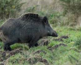 "Corrèze : Alerte à la maladie d'Aujeszky après la détection d'un cas sur un sanglier"