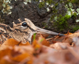 "Retour de la bécasse : la saison s’annonce prometteuse dans nos forêts"