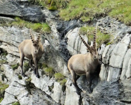 " Bargy : L’État condamné pour le « massacre illégal » de 60 bouquetins"