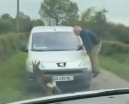 Un chevreuil complètement « cuit » fonce sur tout ce qui bouge