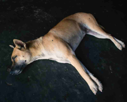 "Espagne : 27 chiens de chasse meurent d’asphyxie lors d’une traversée vers Majorque"