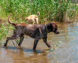 "Maladie d’Aujeszky : une recrudescence inquiétante, plusieurs chiens de chasse touchés"