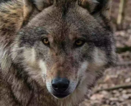 "Drôme : un teckel de chasse tué par un loup lors d'une battue"
