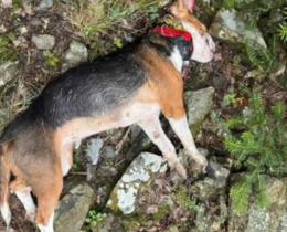 "Grèce : une meute de loups massacre cinq chiens de chasse dans la région de Nafpaktie"