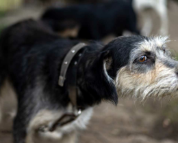 "Charente : L'élite des chiens à sanglier débarque pour la Coupe de France !"