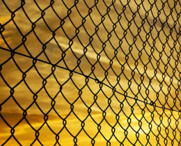 "Haute-Marne : la clôture « anti-loup » à 30€ le mètre n'a pas résisté"