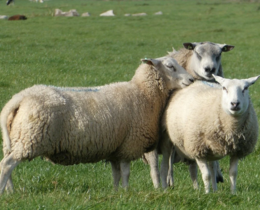 "Haute-Marne : écoeuré par 15 attaques de loup, un éleveur de 30 ans arrête tout"
