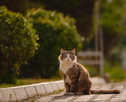 "Nouvelle-Zélande : le pays déclare la guerre aux chats errants pour 2050"